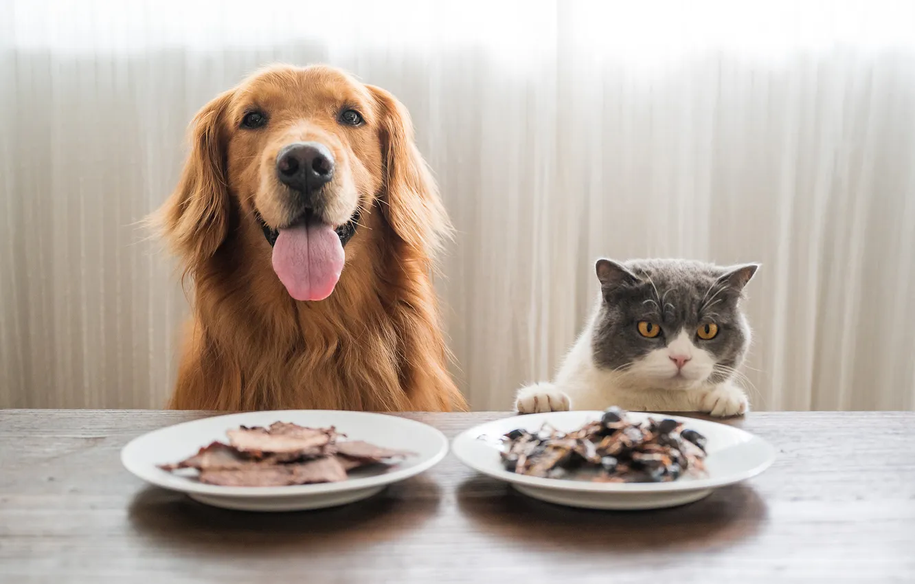 Photo wallpaper language, cat, cat, look, pose, table, each, food