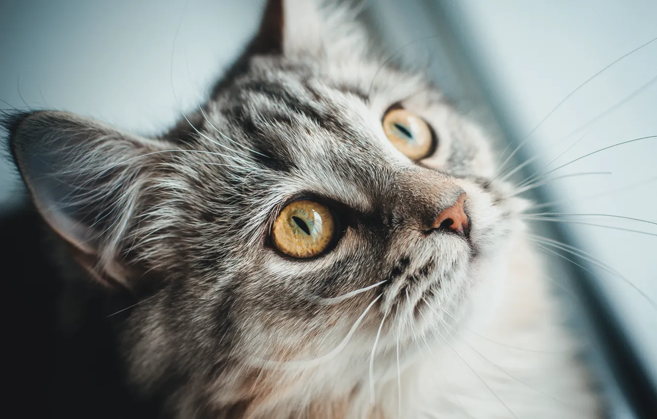 Photo wallpaper cat, cat, wool