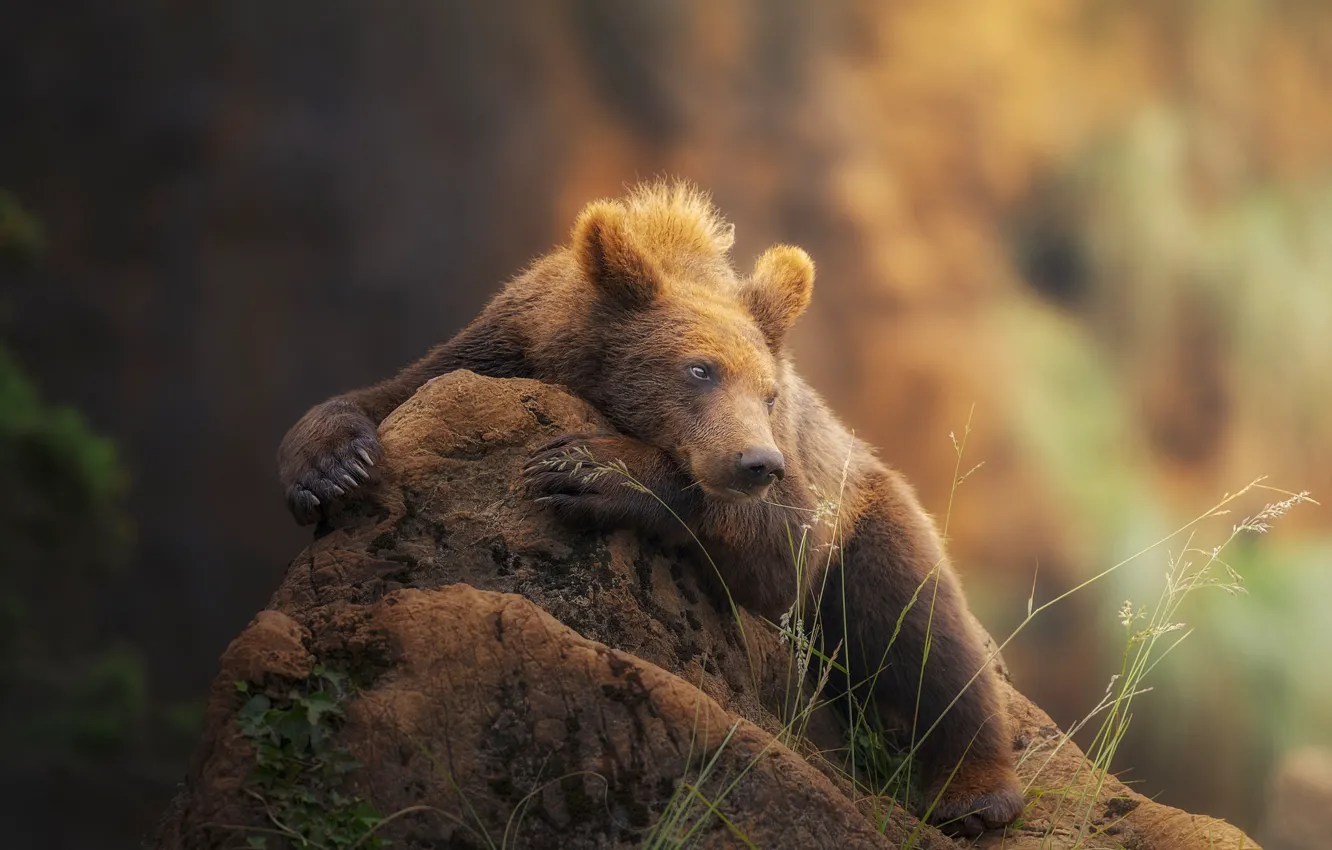 Photo wallpaper stones, stay, bear