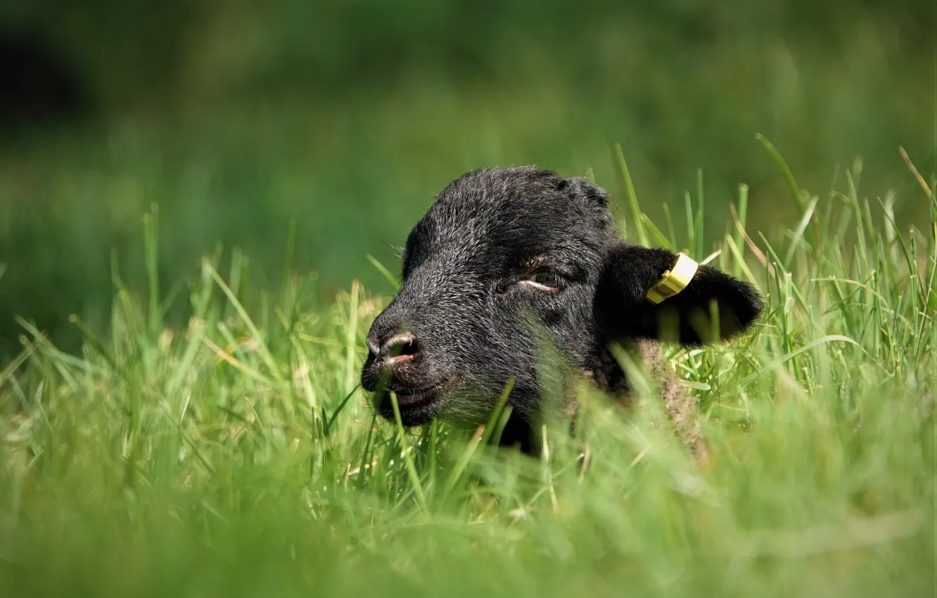 Photo wallpaper sheep, grazing, greens, lies, nature, summer, grass, look
