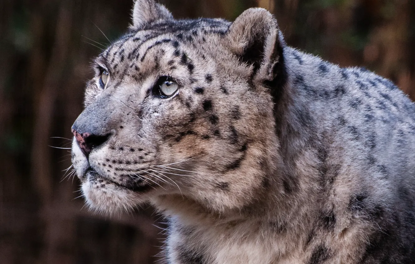 Photo wallpaper light, animal, wildlife, photography of snow leopard, Bronx Zoo