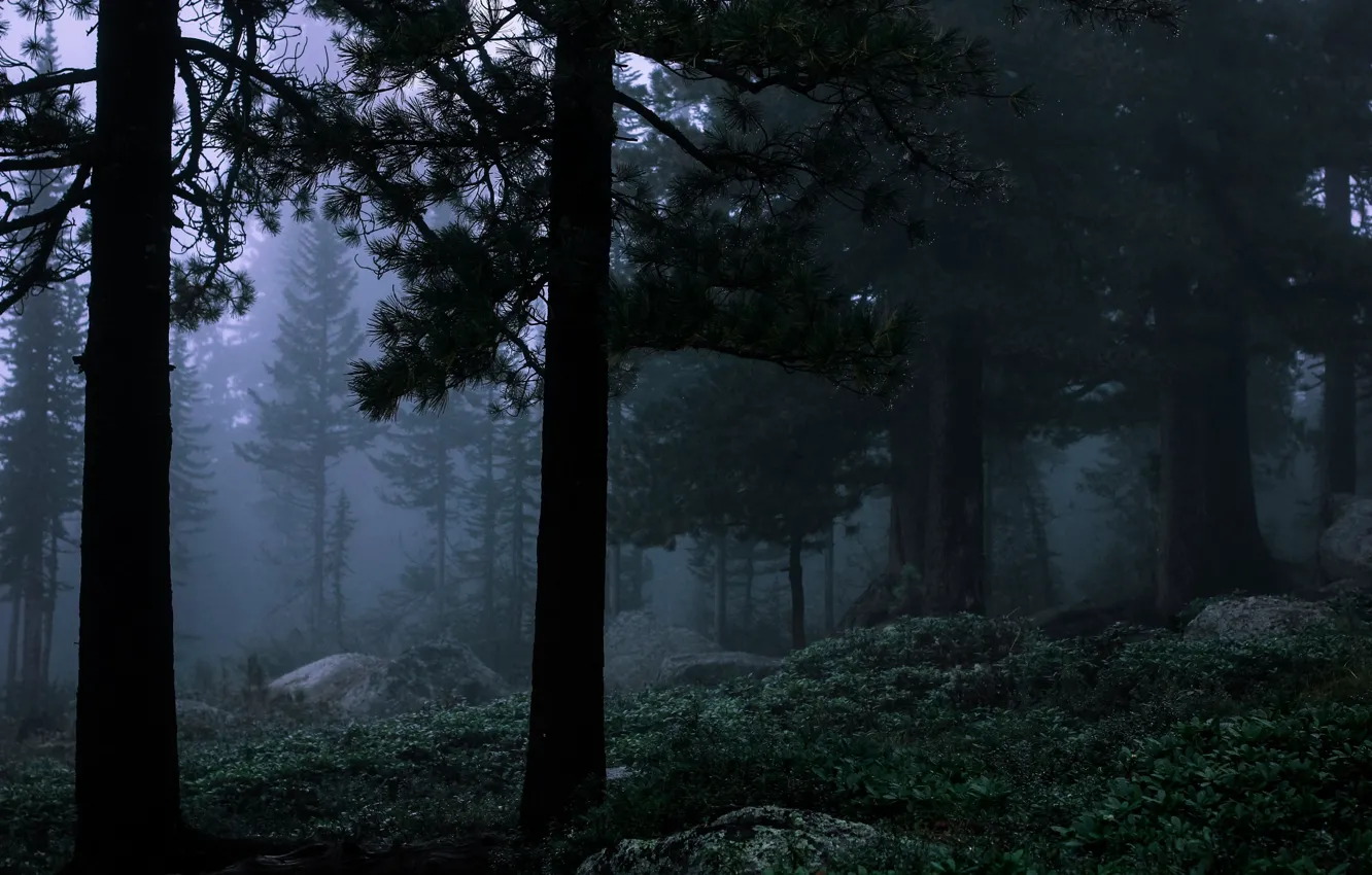 Photo wallpaper forest, trees, nature, fog, stones