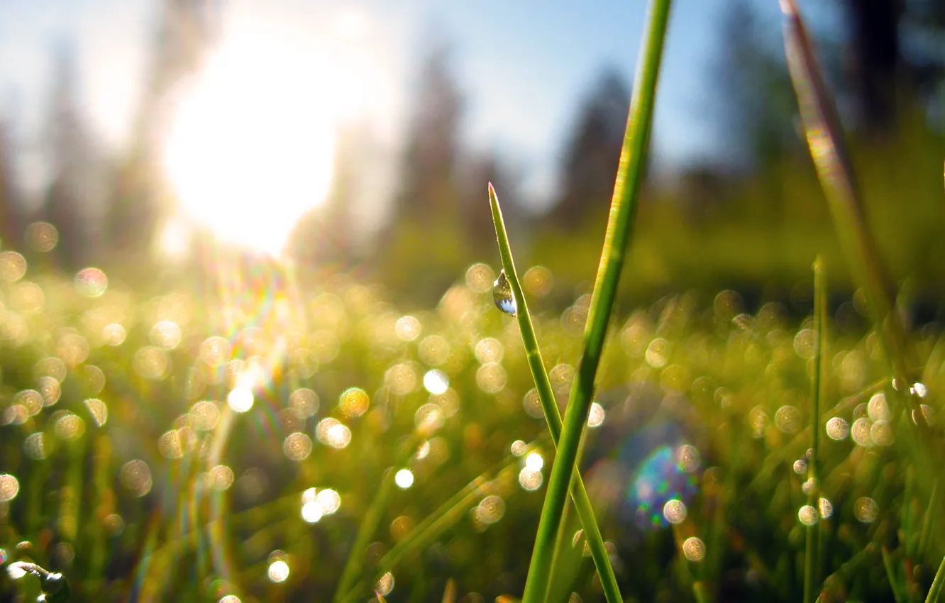 Photo wallpaper grass, the sun, nature, Rosa, plants, morning, bokeh, morning dew