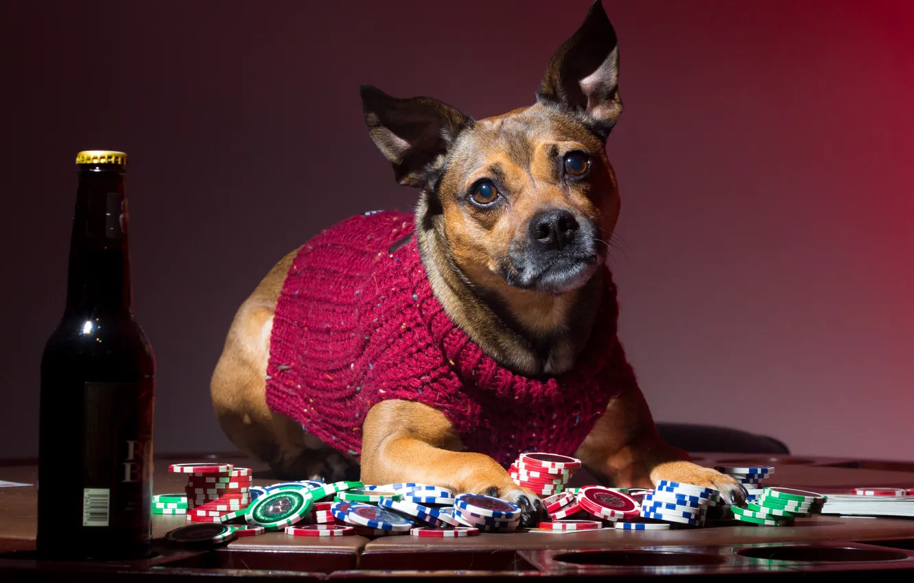 Photo wallpaper bottle, dog, chips, sweater, player