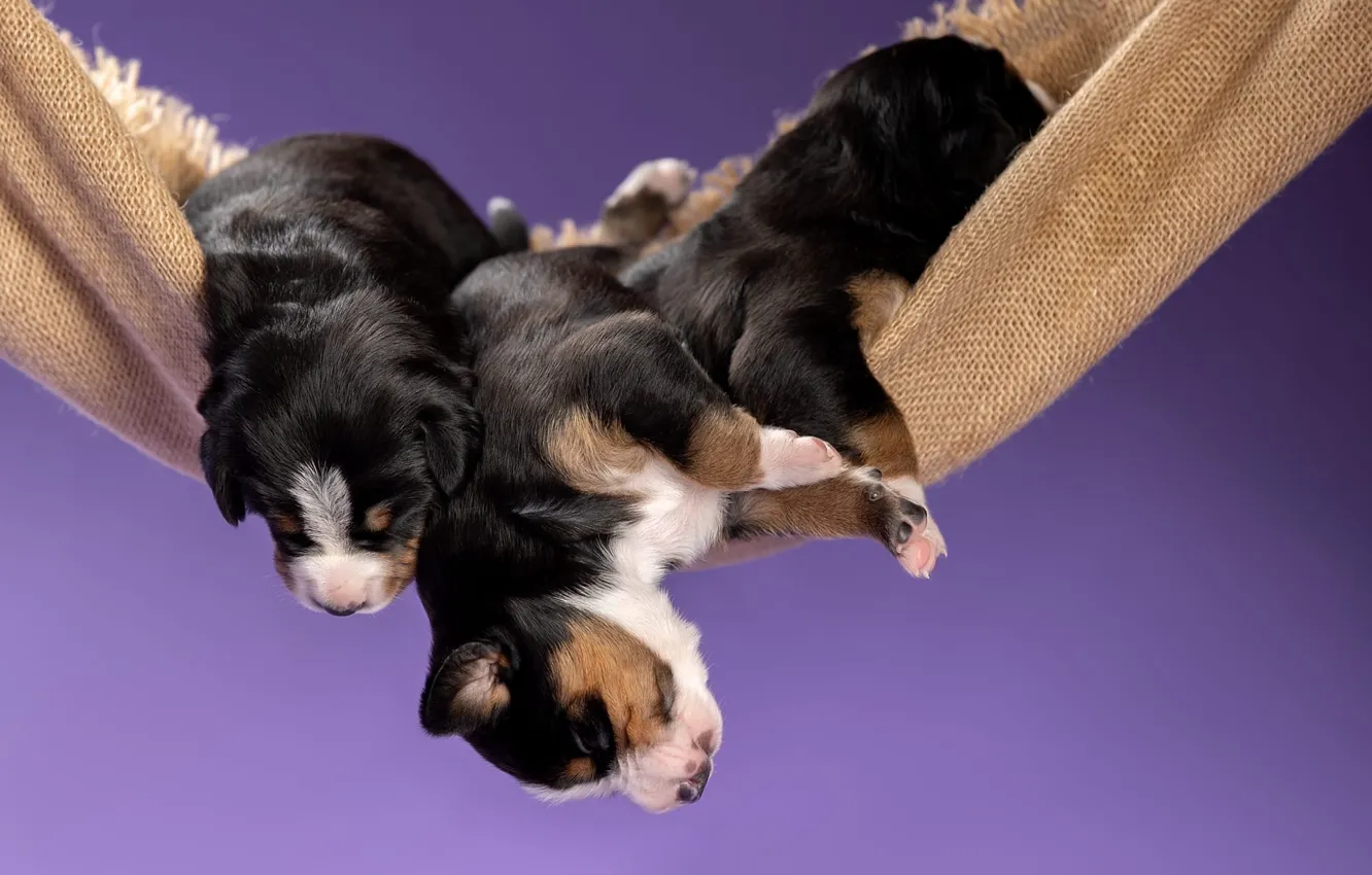 Photo wallpaper background, sleep, dog, hammock, sleeping, puppy, trio, Trinity