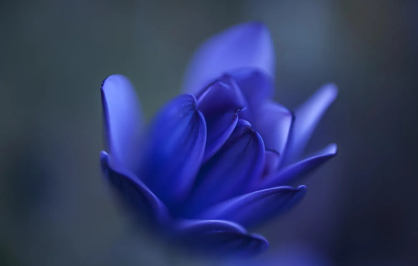 Photo wallpaper macro, flowers, buds