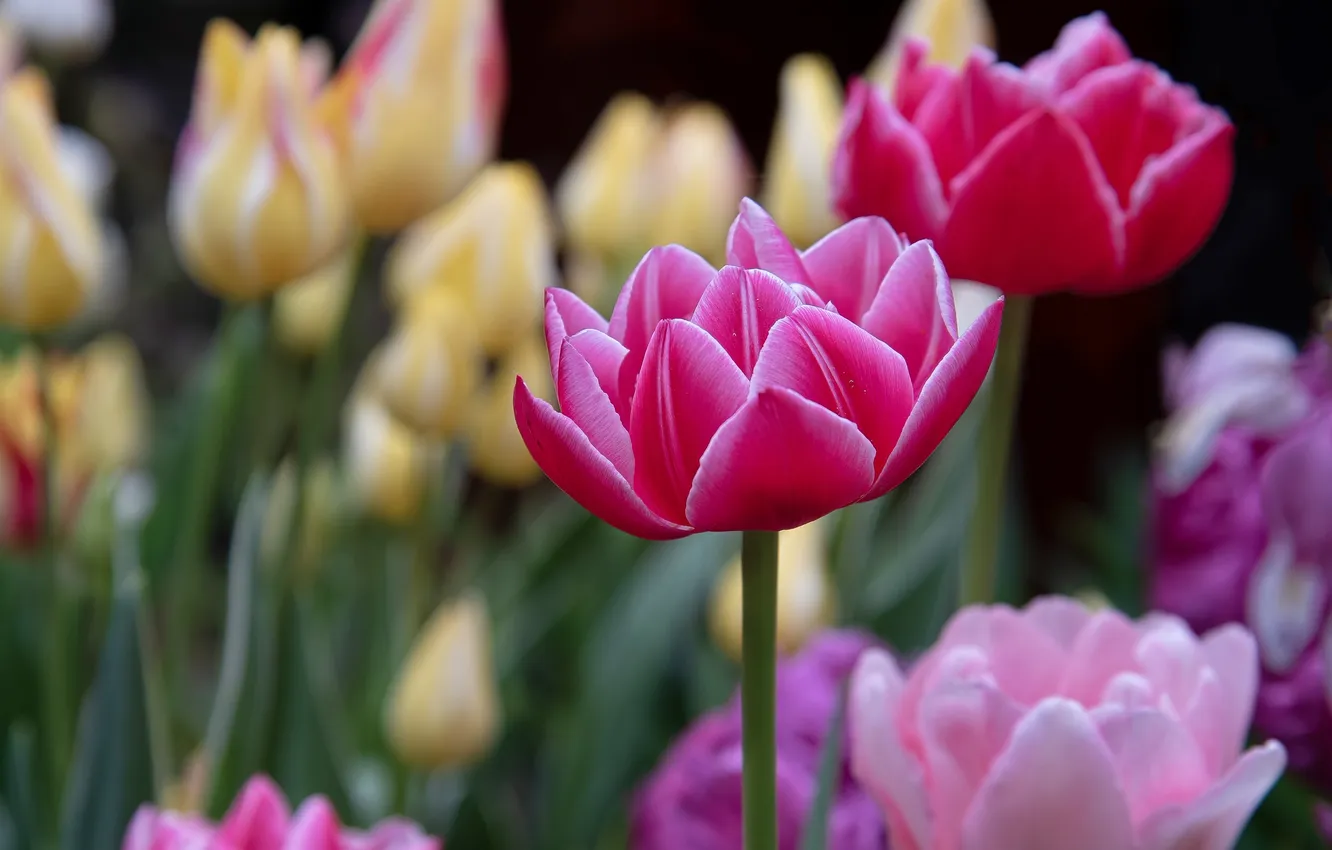 Photo wallpaper flowers, spring, tulips, pink, flowerbed