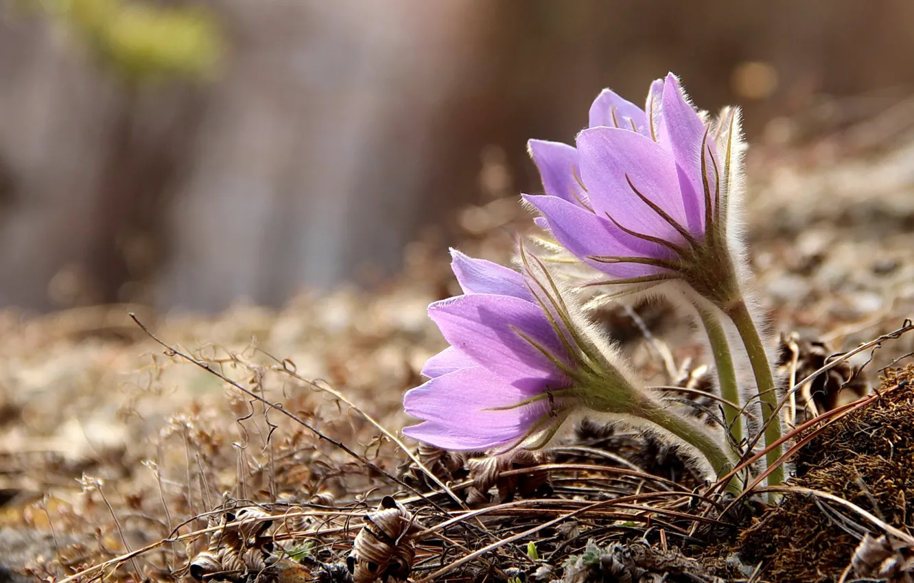 Photo wallpaper tenderness, spring, anemones, sleep-grass, cross