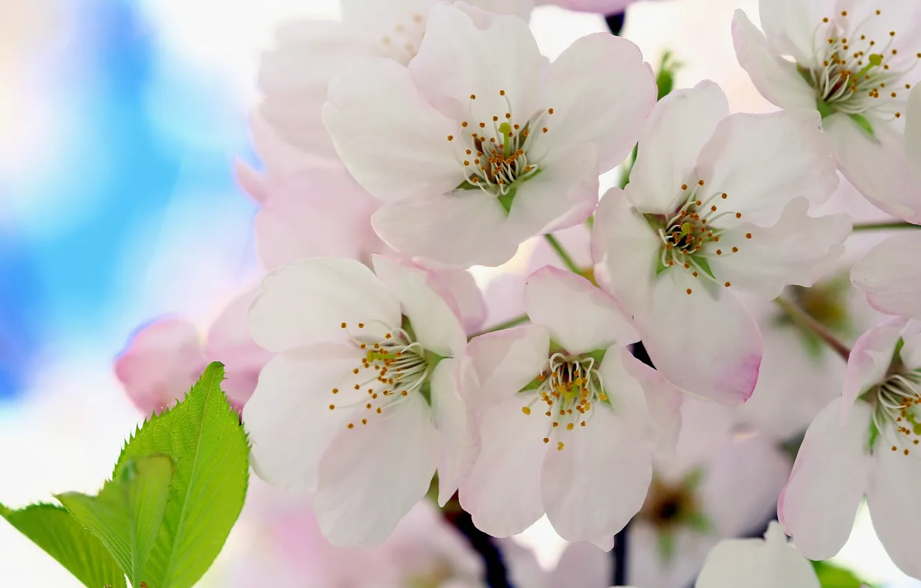 Photo wallpaper flowers, cherry, flowering