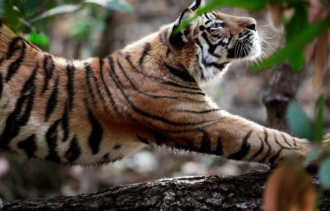 Photo wallpaper forest, tiger, animal