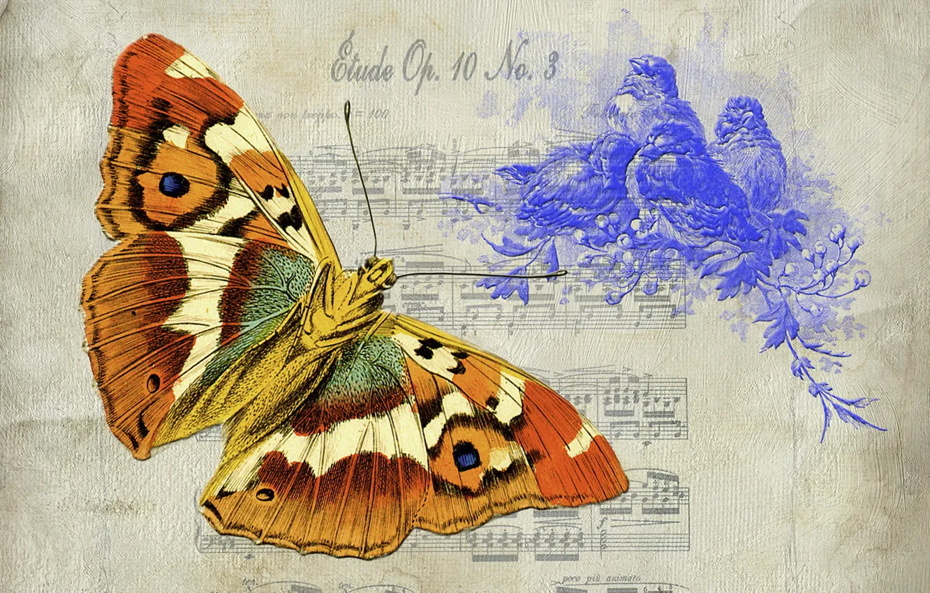 Photo wallpaper background, butterfly, texture