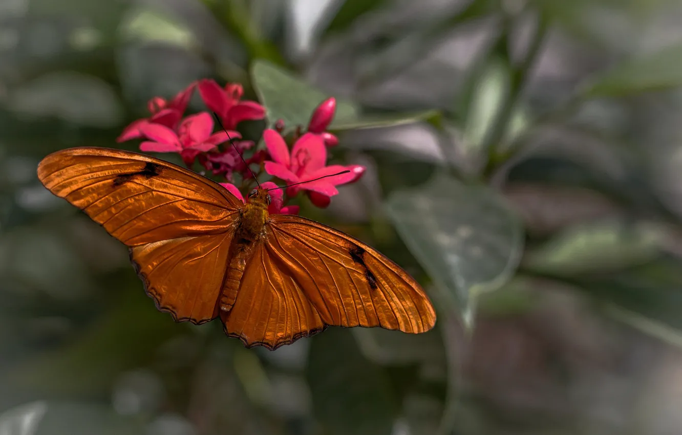 Photo wallpaper macro, flowers, butterfly, wings, moth