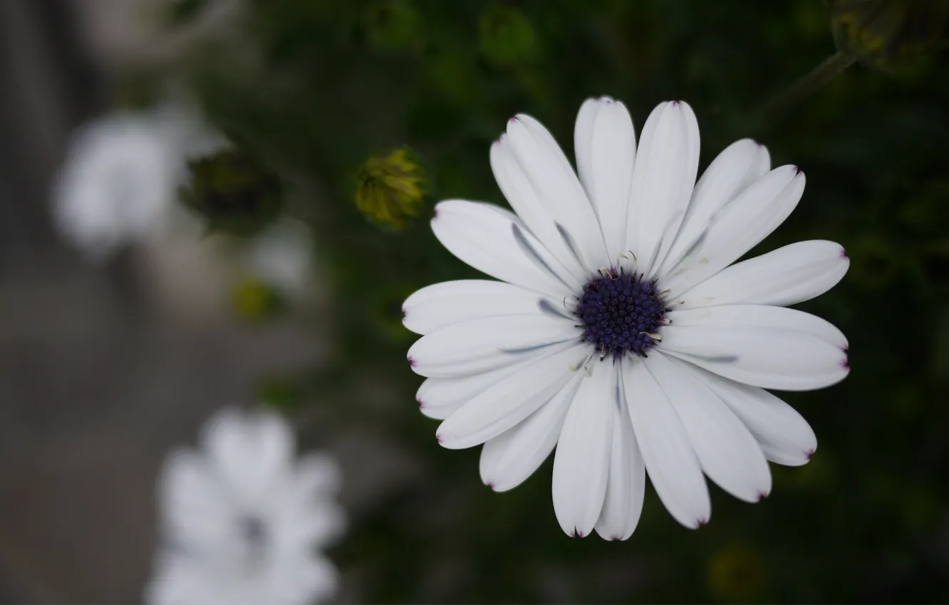 Photo wallpaper white, leaves, macro, flowers, focus, chrysanthemum
