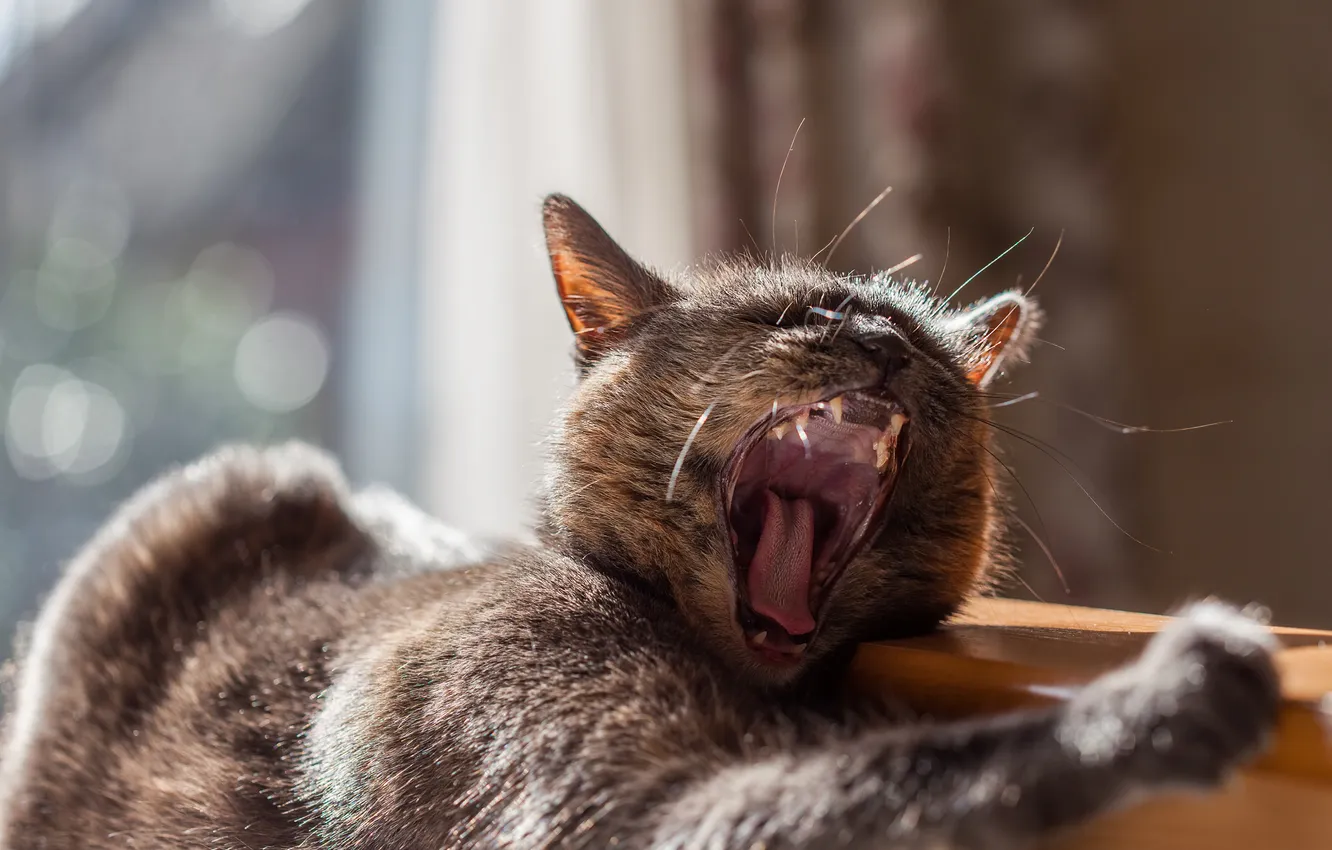 Photo wallpaper cat, window, yawn