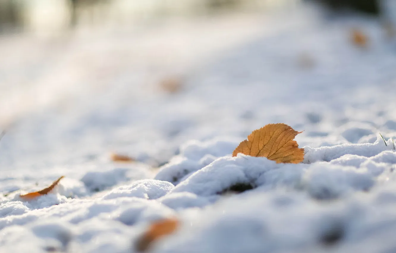Photo wallpaper leaves, macro, snow, nature