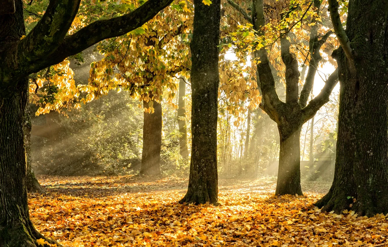 Photo wallpaper autumn, leaves, light, trees