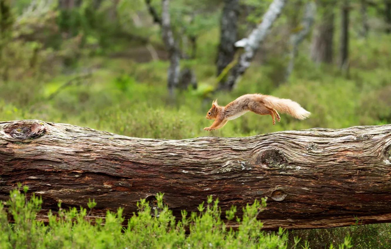 Photo wallpaper forest, summer, grass, jump, protein, log