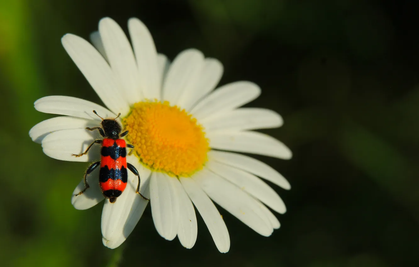 Photo wallpaper flower, insect, blooming