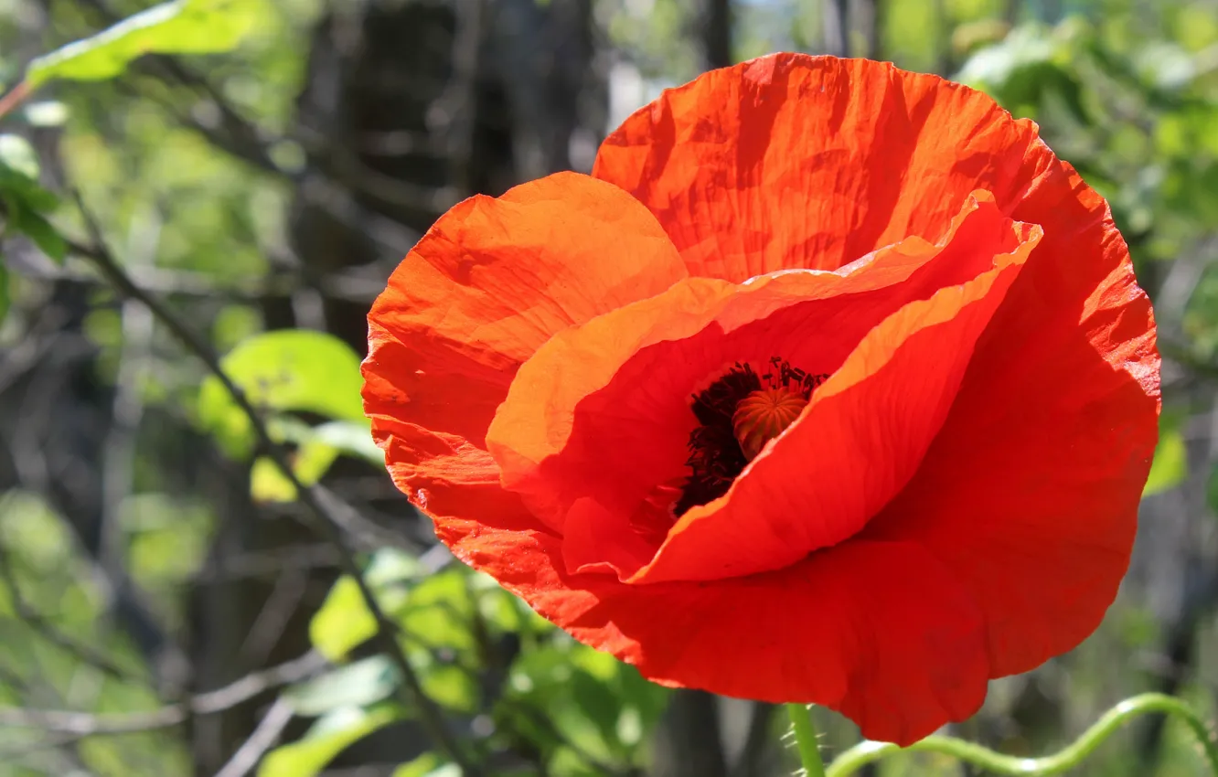 Photo wallpaper red, flower, field, poppy, meadow, blooming