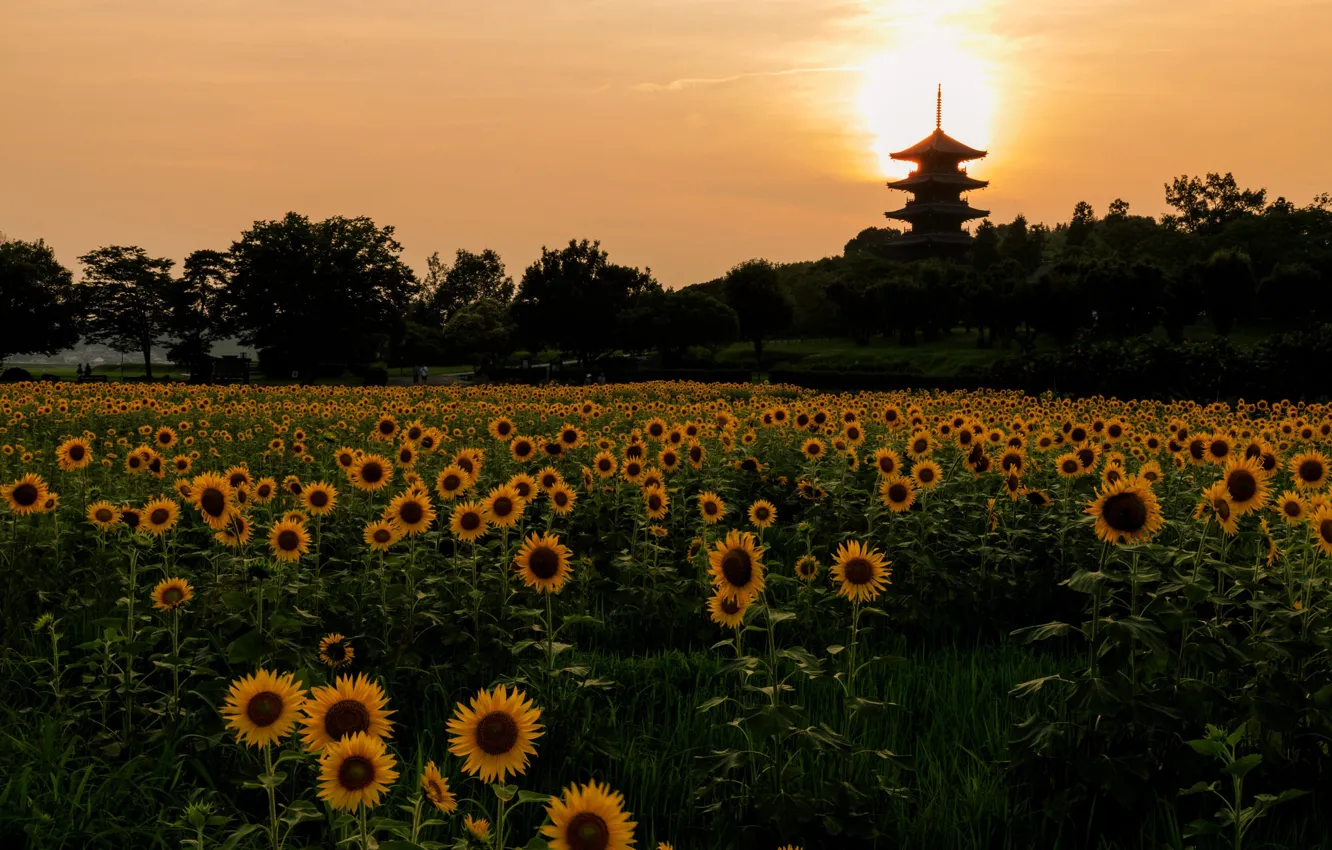 Photo wallpaper sunflowers, the evening, Japan, pagoda