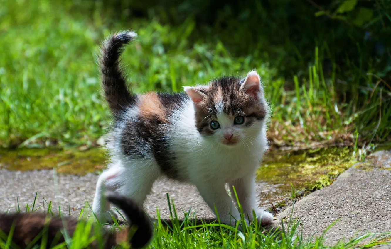 Photo wallpaper cat, grass, look, nature, kitty, garden, baby, track