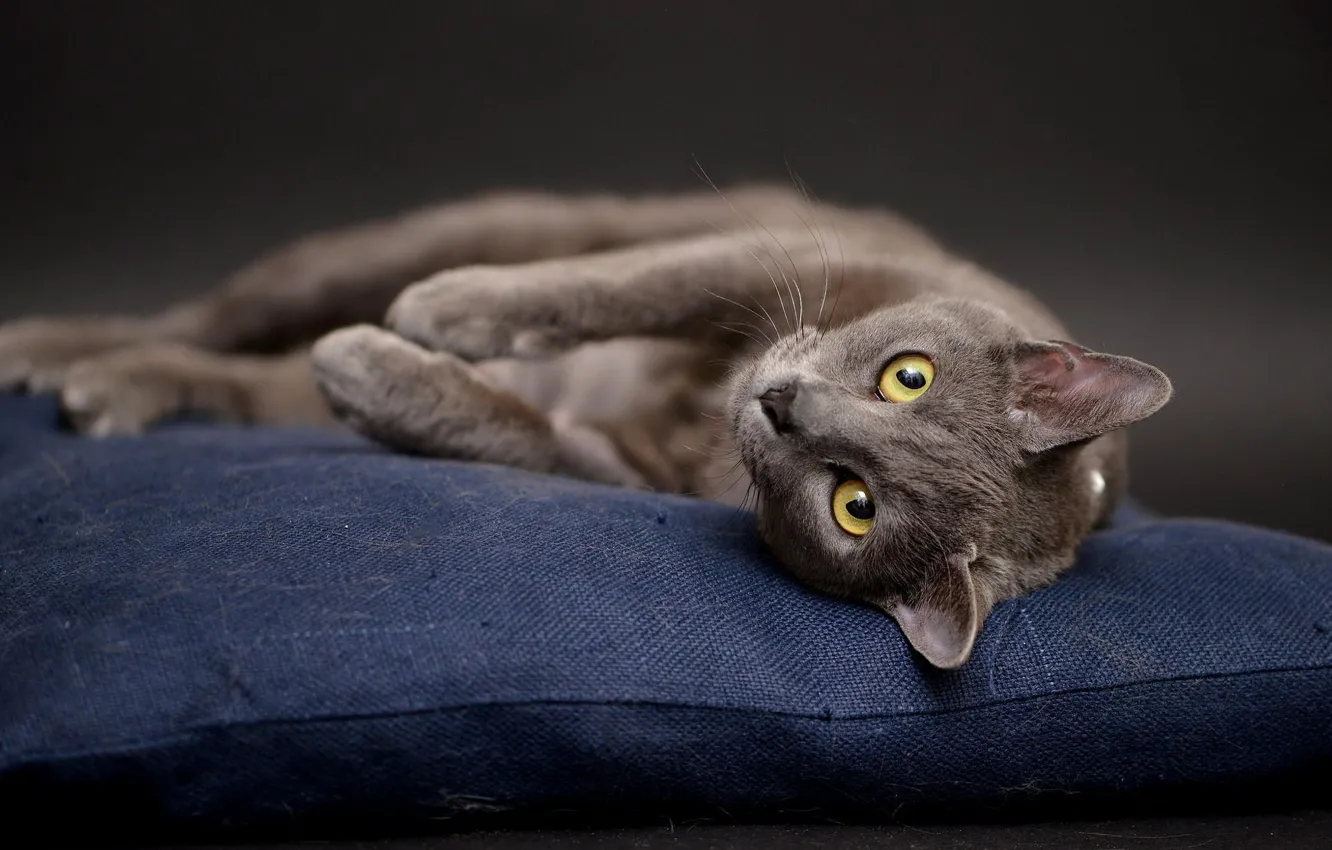 Photo wallpaper cat, cat, grey, background, pillow, lies, posing, British