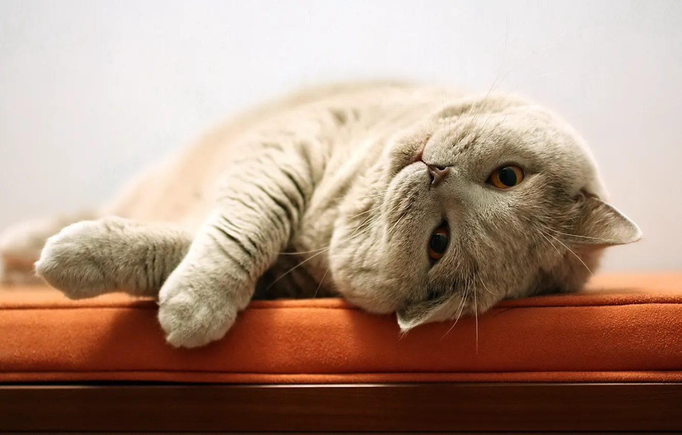 Photo wallpaper cat, cat, bench