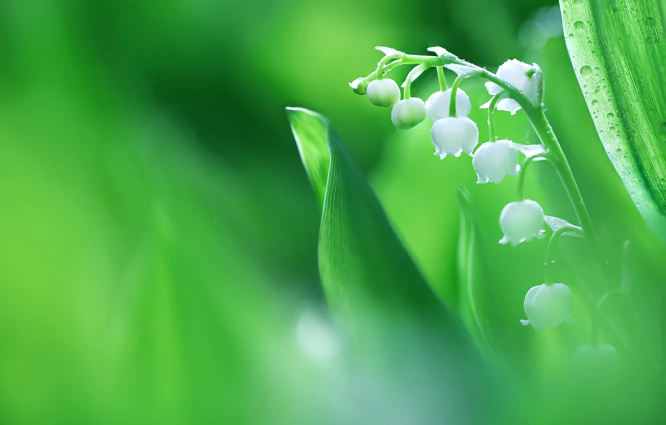 Photo wallpaper macro, spring, lilies of the valley