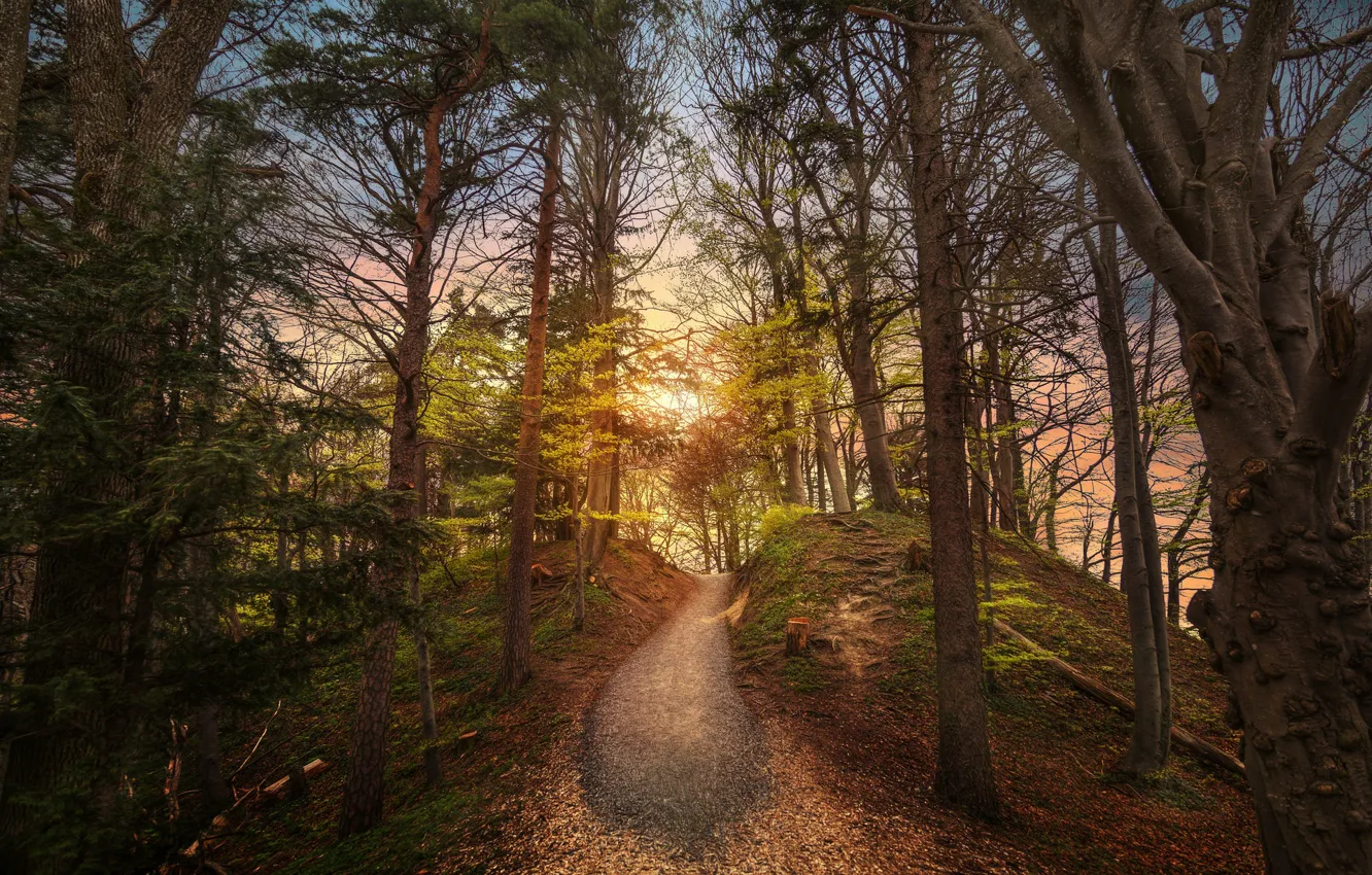 Photo wallpaper forest, summer, nature