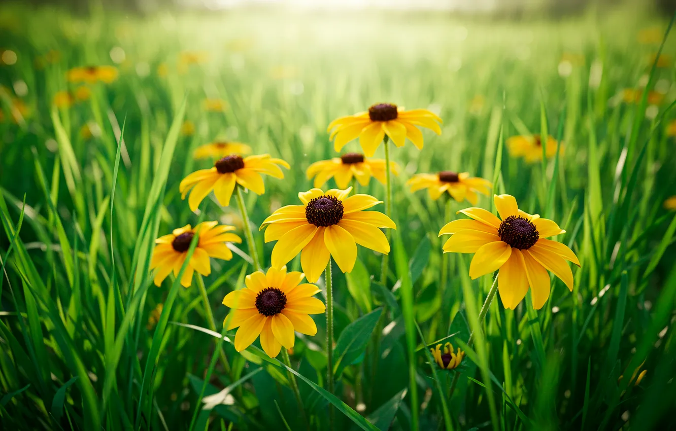 Photo wallpaper grass, flowers, Wallpaper, meadow, wallpaper, grass, flowers, bokeh