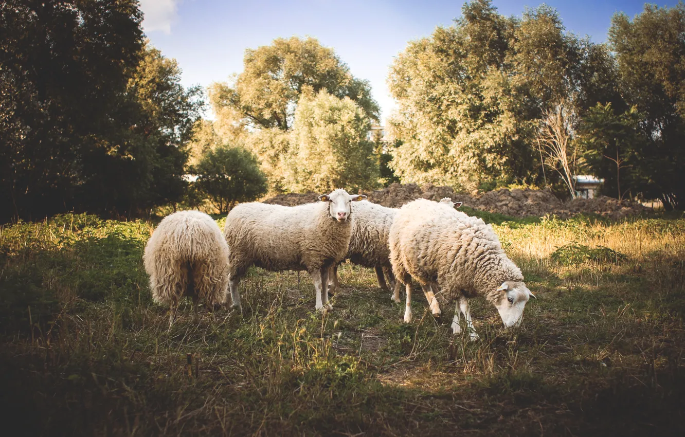 Photo wallpaper animals, trees, sheep, wool, sheep