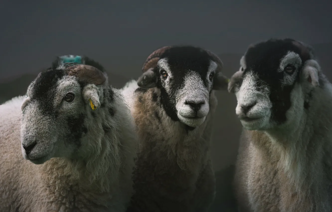 Photo wallpaper nature, background, sheep