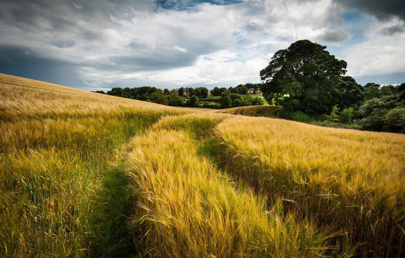 Photo wallpaper wheat, field, summer, the sky, clouds, traces, nature