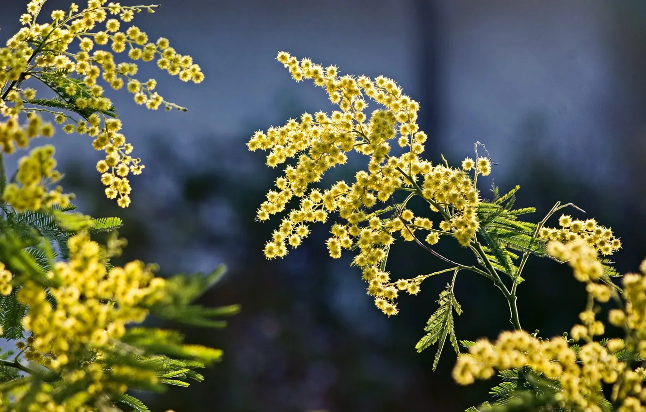 Photo wallpaper branches, nature, spring, Mimosa
