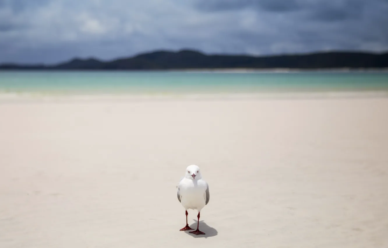 Photo wallpaper sea, bird, shore