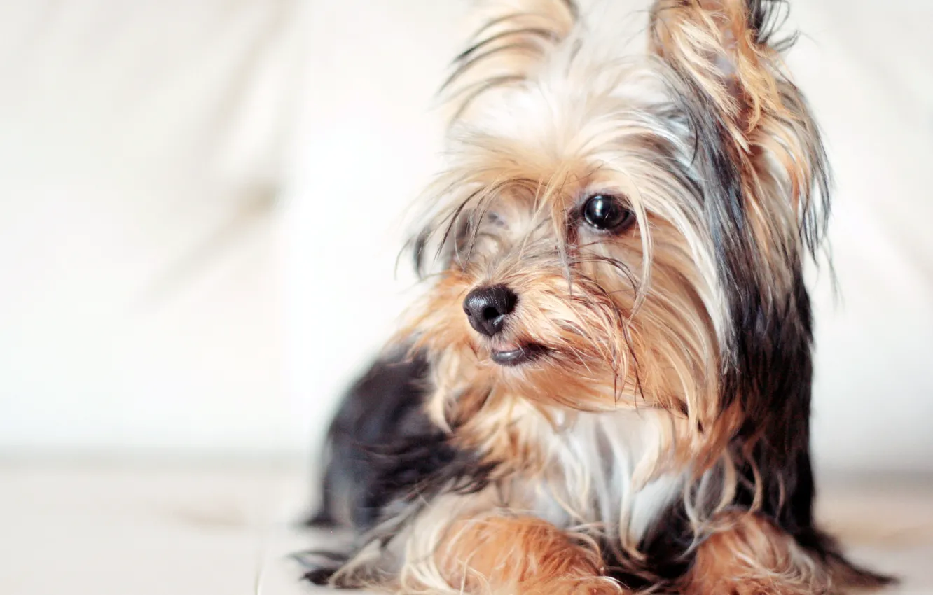 Photo wallpaper light, each, dog