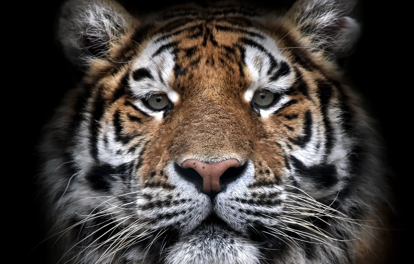 Photo wallpaper face, tiger, beast