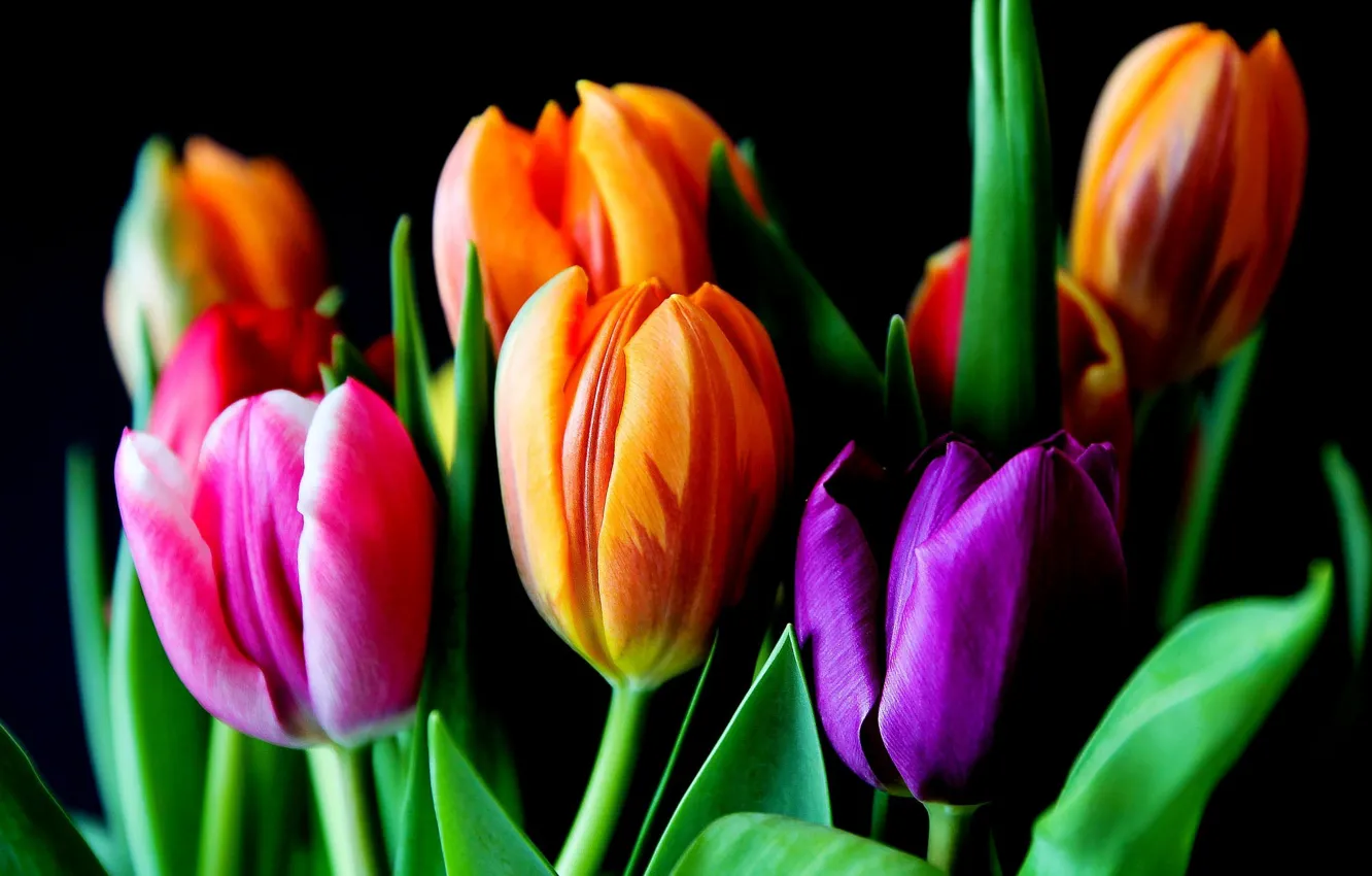 Photo wallpaper flowers, tulips, black background