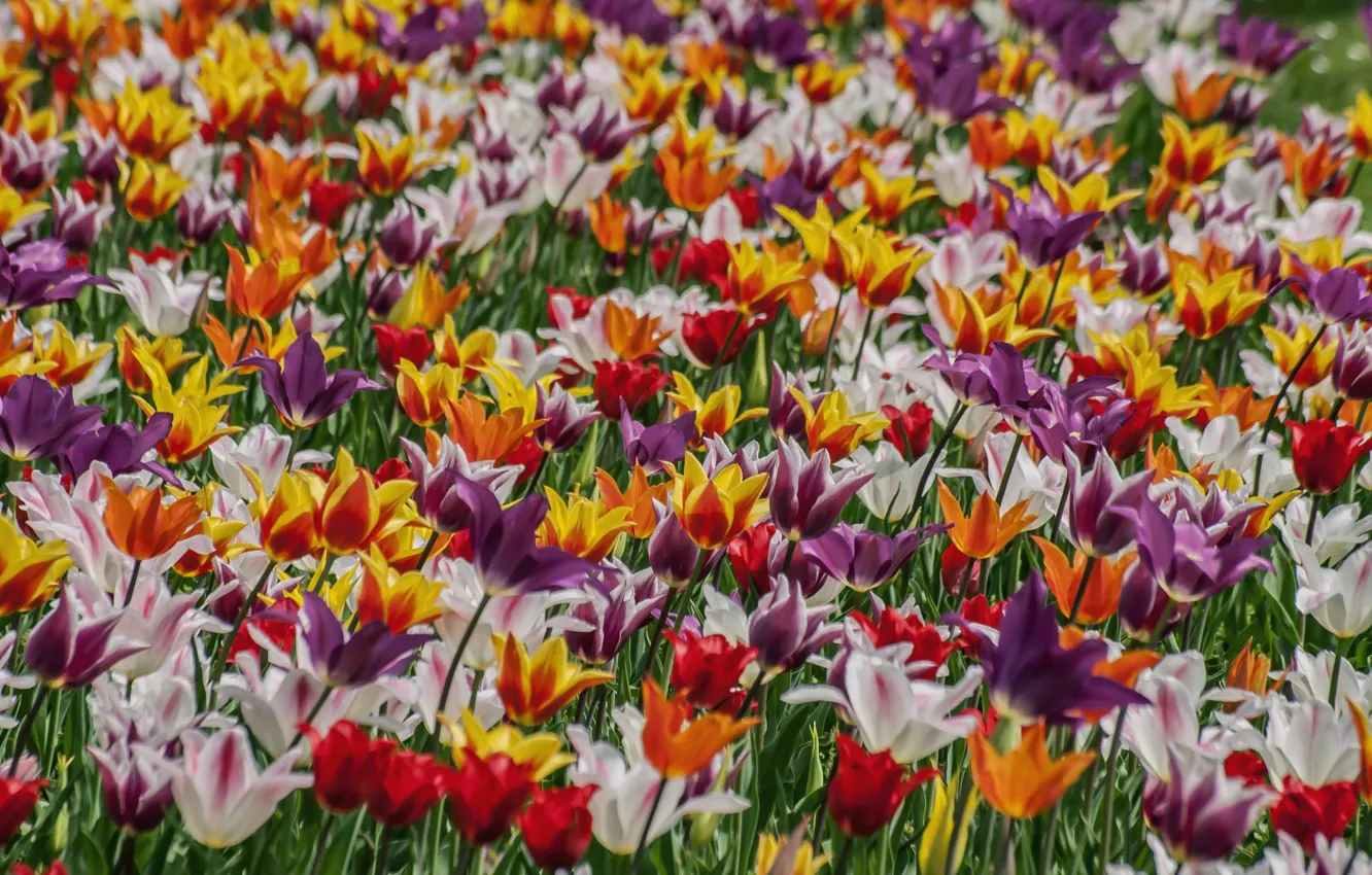 Photo wallpaper spring, tulips, motley