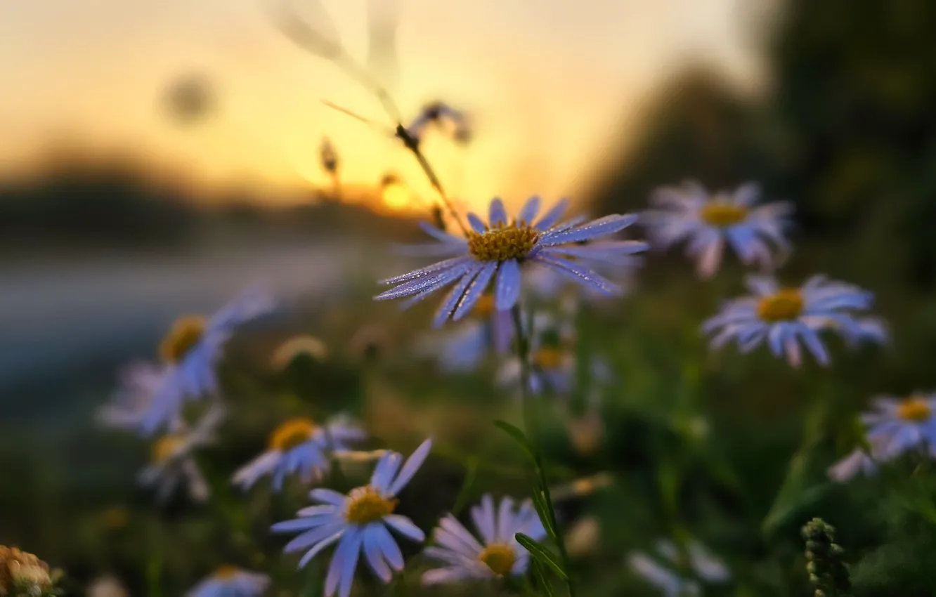 Photo wallpaper flowers, sunrise, chamomile