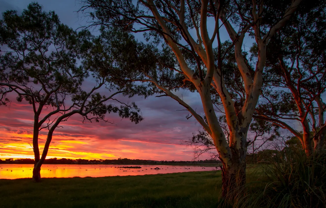 Photo wallpaper Sunset, Australia, Big Swamp