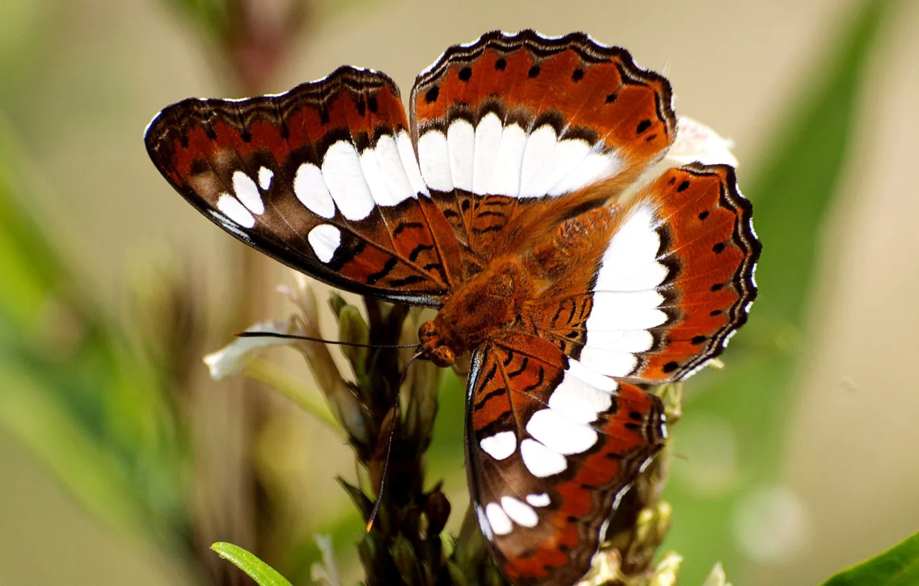 Photo wallpaper pattern, butterfly, plant, wings, moth