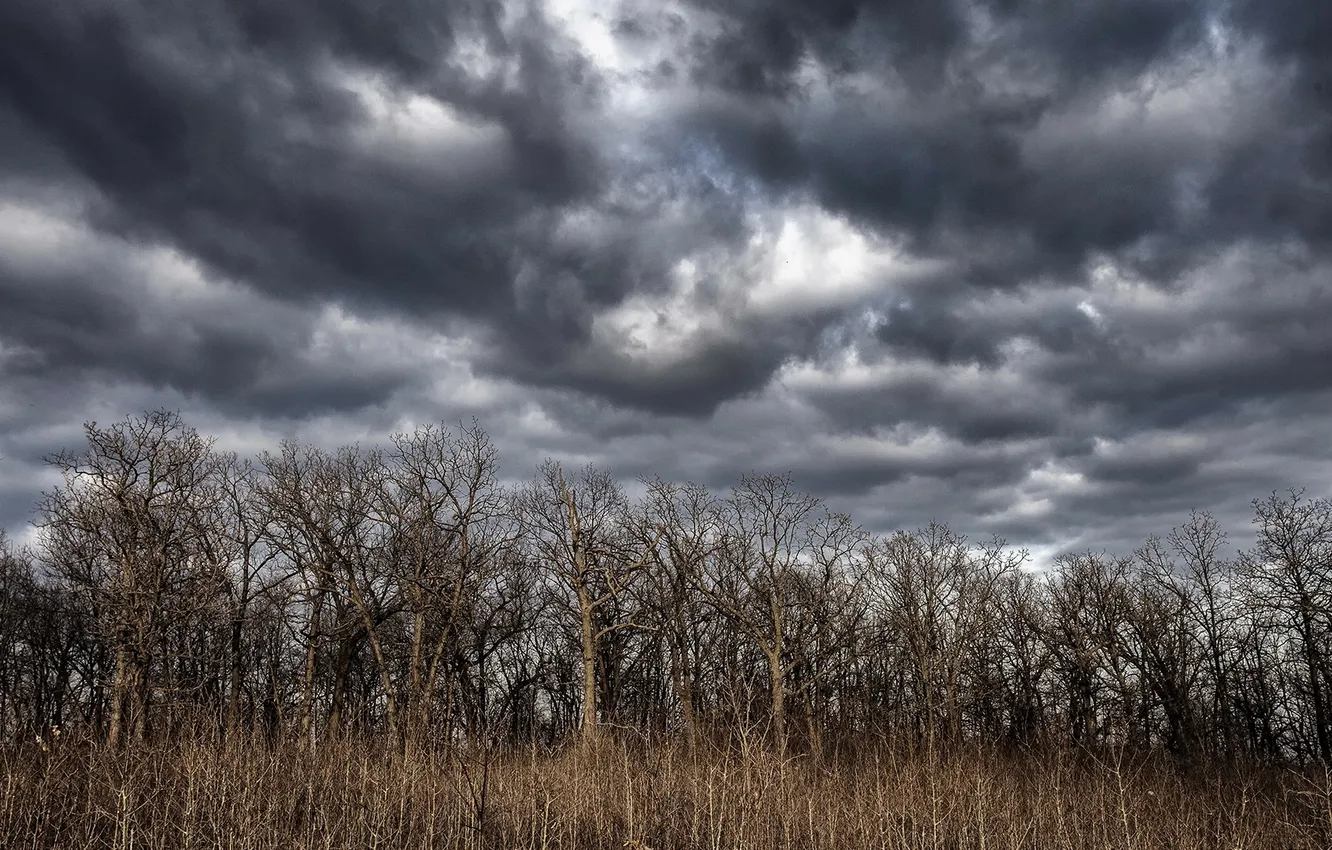 Photo wallpaper the sky, trees, landscape