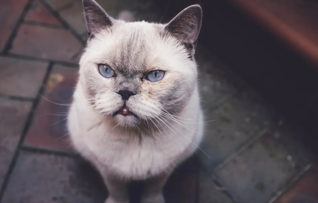 Photo wallpaper cat, look, background