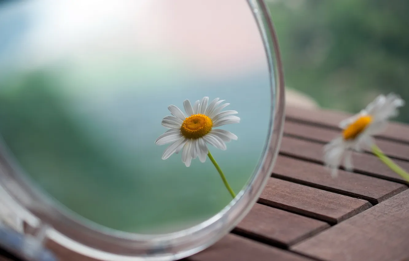 Photo wallpaper chamomile, mirror, reflection