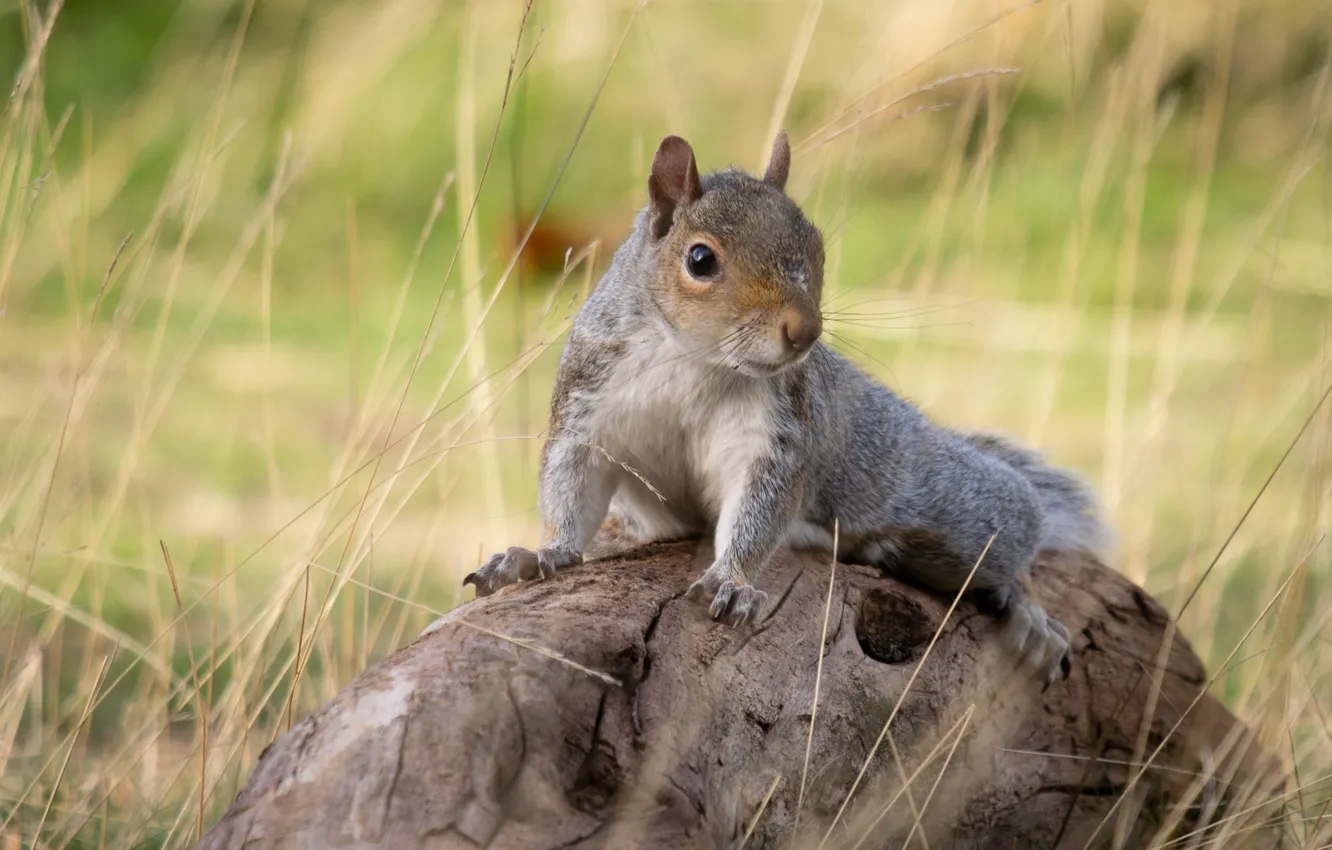 Photo wallpaper grass, protein, snag, rodent, pet