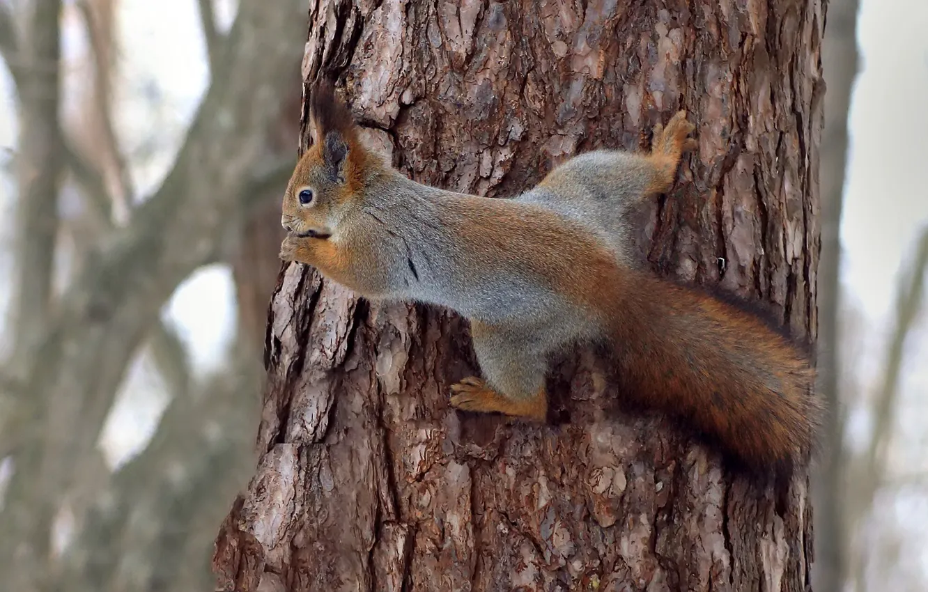 Photo wallpaper protein, pine, the trunk of the tree