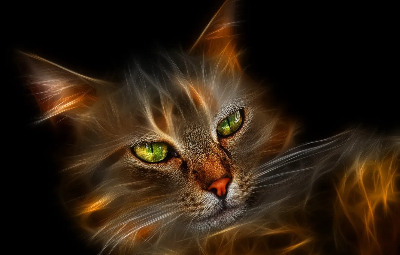 Photo wallpaper black, treatment, Koshak