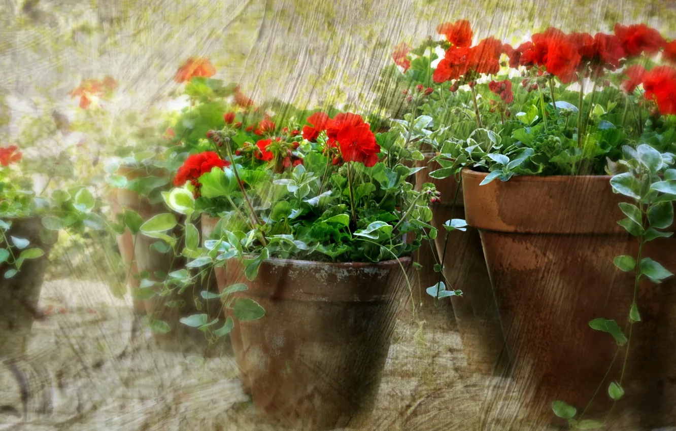 Photo wallpaper flowers, background, pots