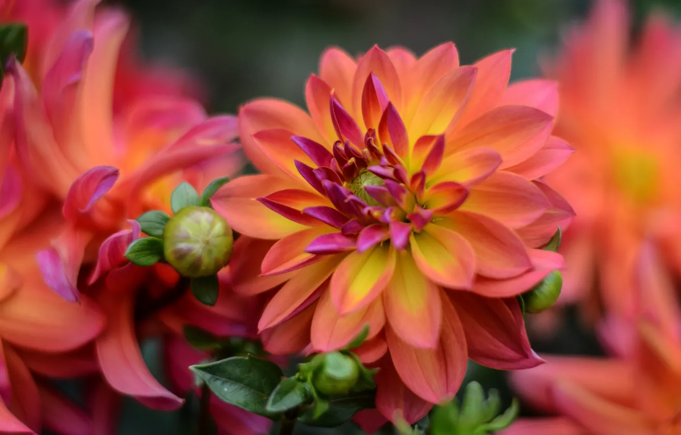 Photo wallpaper macro, flowers, orange, blur, buds, bokeh, salmon, dahlias